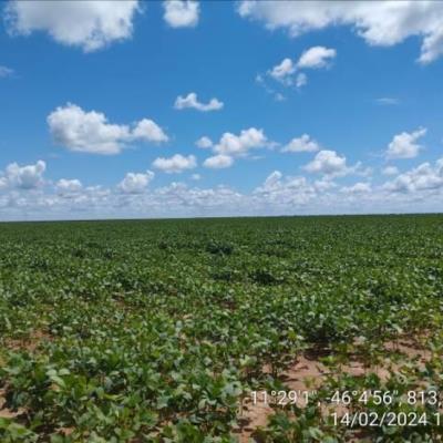 Lote 02, 03, 05 e 17 da Fazenda Dom Laurindo – Luís Eduardo Magalhães/BA