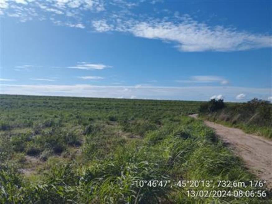 Foto ilustrativa 2 - Fazendas Águia de Prata (I-A, Gleba I, Remanescente e II A-Gleba 01) — Formosa do Rio Preto/BA
