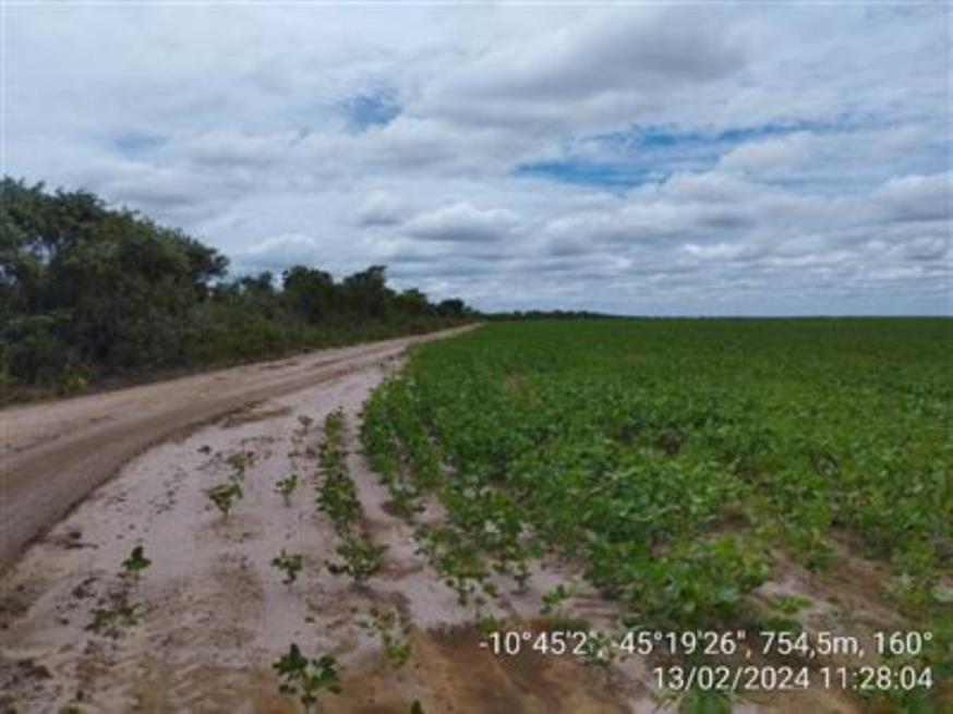 Foto ilustrativa 25 - Fazendas Águia de Prata (I-A, Gleba I, Remanescente e II A-Gleba 01) — Formosa do Rio Preto/BA