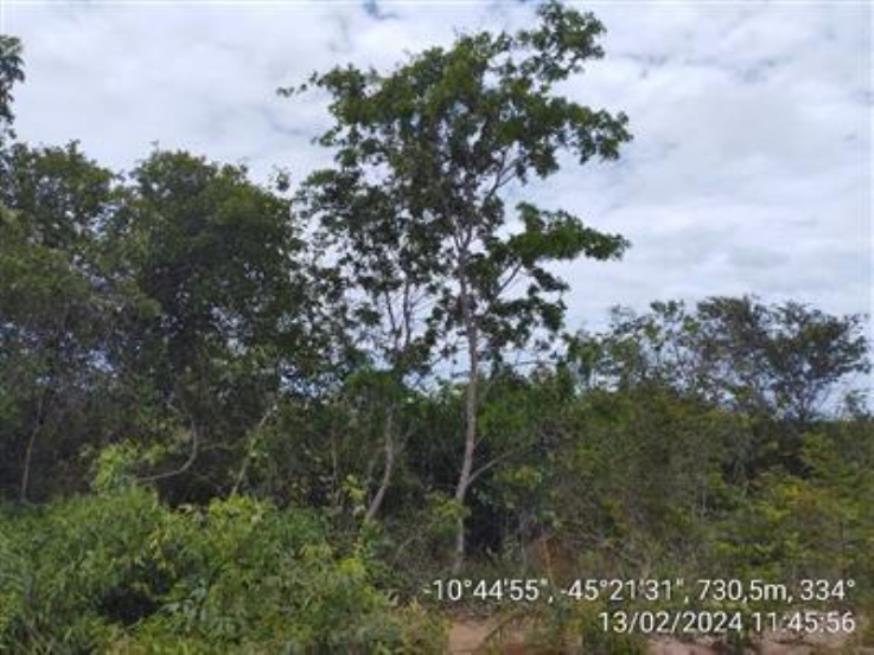 Foto ilustrativa 29 - Fazendas Águia de Prata (I-A, Gleba I, Remanescente e II A-Gleba 01) — Formosa do Rio Preto/BA
