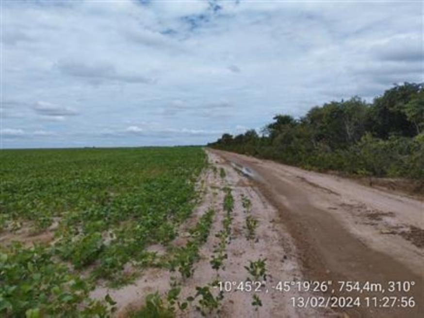 Foto ilustrativa 24 - Fazendas Águia de Prata (I-A, Gleba I, Remanescente e II A-Gleba 01) — Formosa do Rio Preto/BA