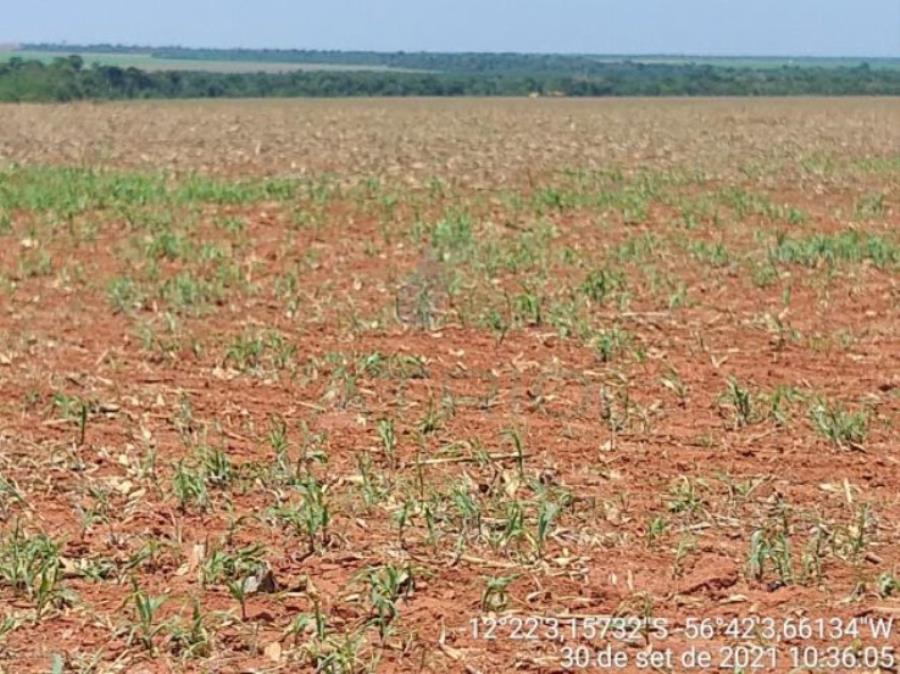 4 Fazendas em Tapurah/MT - 1297,12ha Tapurah/MT, localizado em Tapurah - MT
