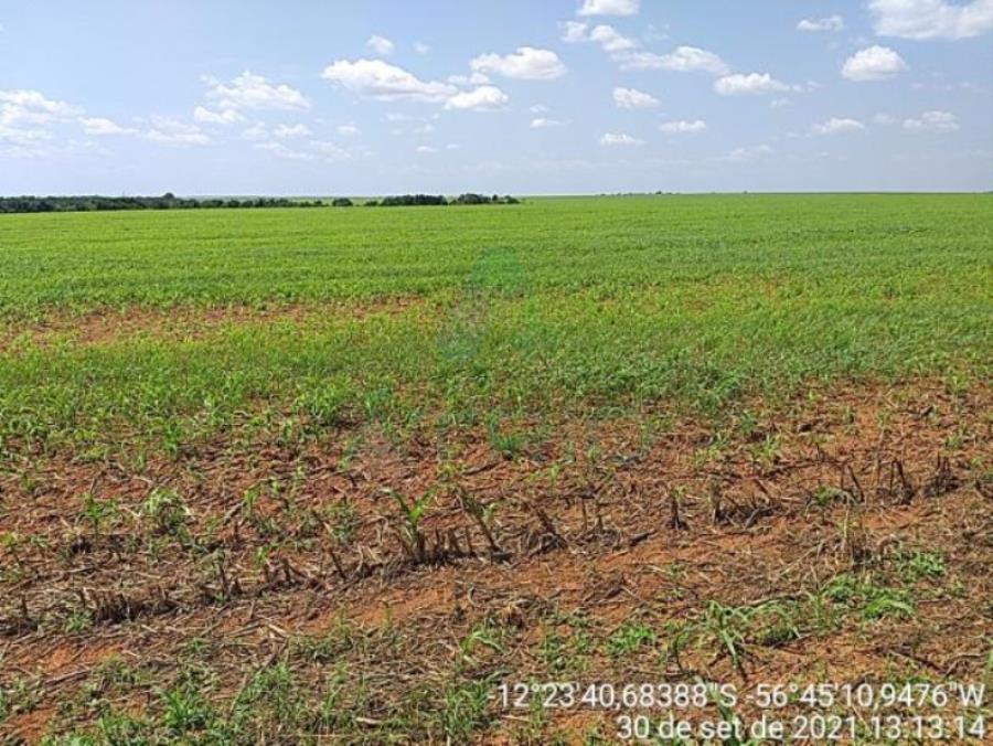 4 Fazendas em Tapurah/MT - 1297,12ha Tapurah/MT, localizado em Tapurah - MT