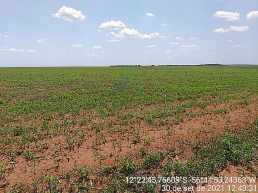 4 Fazendas em Tapurah/MT - 1297,12ha Tapurah/MT, localizado em Tapurah - MT