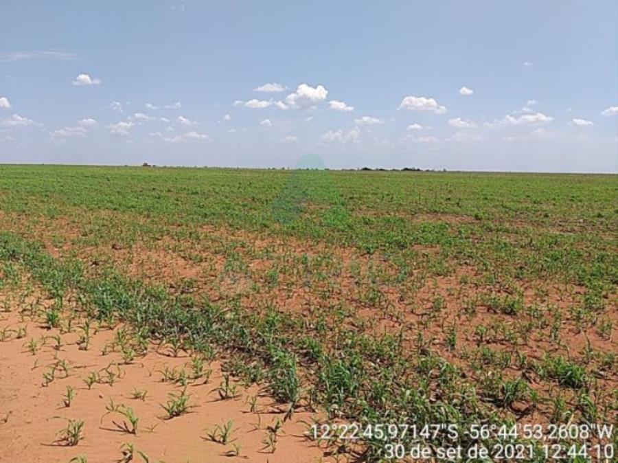 4 Fazendas em Tapurah/MT - 1297,12ha Tapurah/MT, localizado em Tapurah - MT